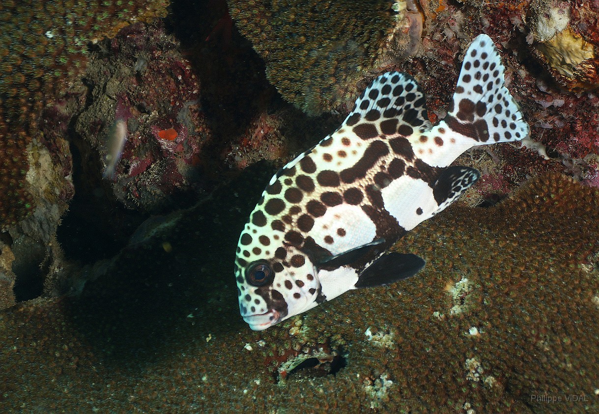 Thailand 2015 - Ko Tao - Gaterin tachete juvenil - Plactorhinchus picus _IMG_3576_rc.jpg